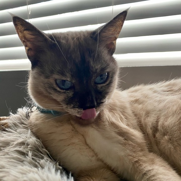 Meet - Picture 3 of 8